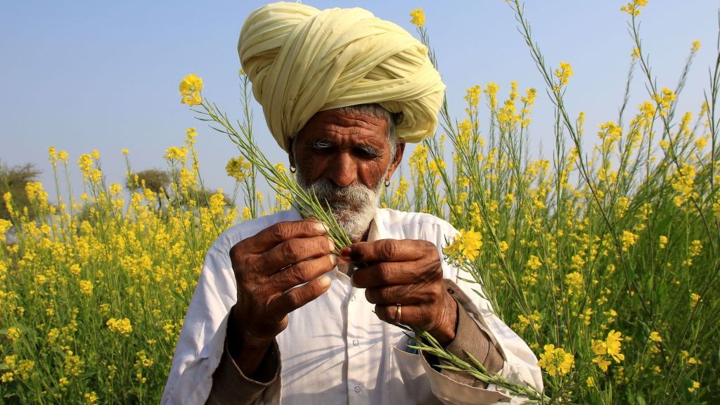 Mustard farmer in India