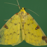 Kriza u prirodi: Zašto ne treba da ubijate moljce 5