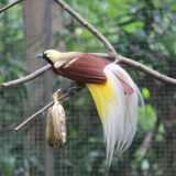 Papua Nova Gvineja: Neobične rajske ptice 13
