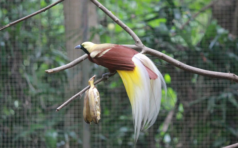 Papua Nova Gvineja: Neobične rajske ptice 1