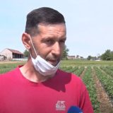 Počela berba jagoda na otvorenom u Pocerini 5