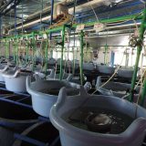 Krkobabić: Srbija bi ponovo mogla da bude veliki izvoznik kavijara 6