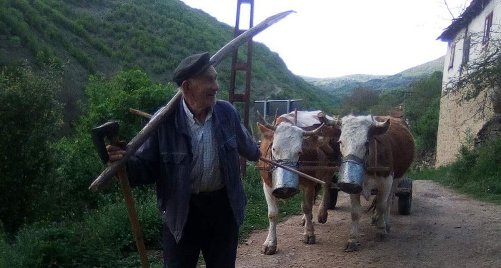 Krave u kamenom selu “nose maske” 2 Krave u kamenom selu “nose maske” 2