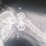 SPANS: Psu u glavu zaboden ekser dužine pet centimetara 15