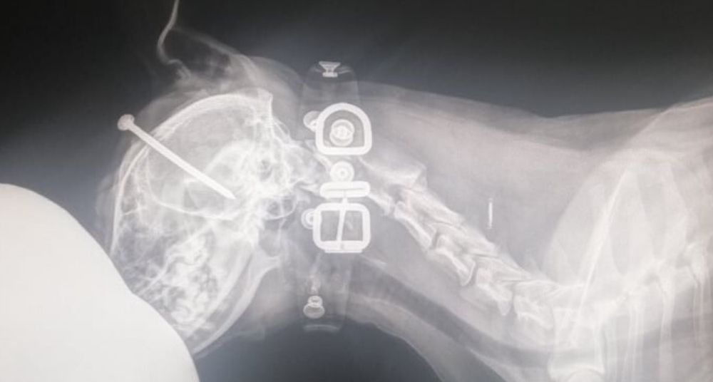 SPANS: Psu u glavu zaboden ekser dužine pet centimetara 1