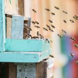 Svetski dan pčela, skoro 10 odsto preti izumiranje 2