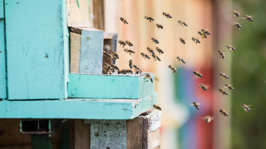 Svetski dan pčela, skoro 10 odsto preti izumiranje 1