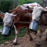 Krave u kamenom selu “nose maske” 10