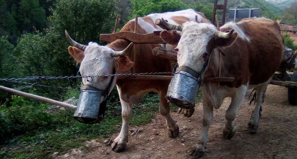 Krave u kamenom selu “nose maske” 1