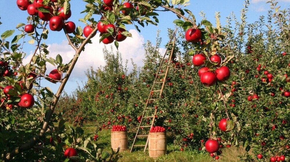 Tavankut: U poslednje dve godine iskrčeno voćnjaka koliko u prethodnih 20 godina 1