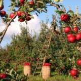 Tavankut: U poslednje dve godine iskrčeno voćnjaka koliko u prethodnih 20 godina 2