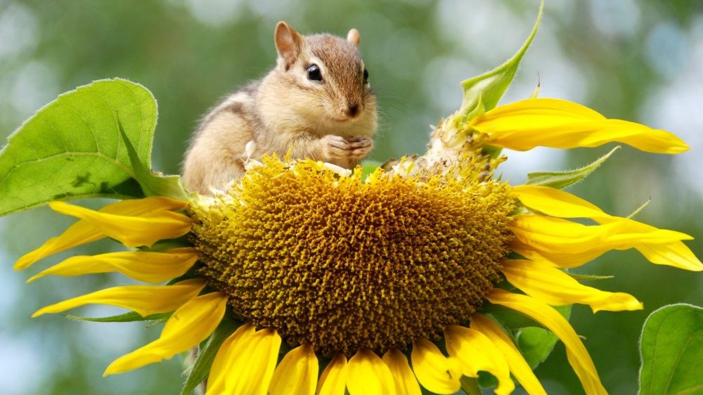 Biodiverzitet u Srbiji i klimatske promene 1