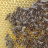 Uloga pčelinjeg voska u pećinskom slikarstvu 7