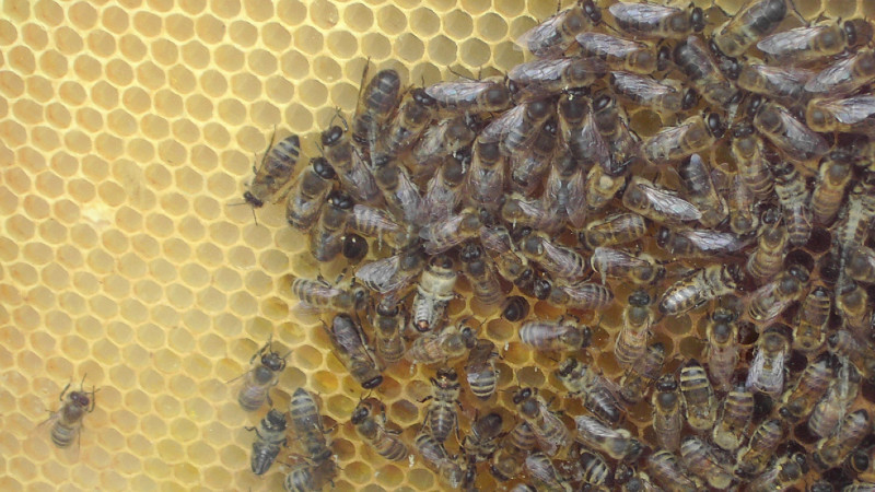 Uloga pčelinjeg voska u pećinskom slikarstvu 1