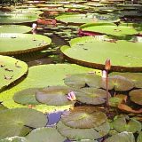 Ljudi koji su živeli u Amazoniji pre 10.000 godina uzgajali su biljke 14