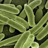 Tajni život virusa 12