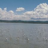 Flamingosi i druge ptice preplavili lagunu u Albaniji gde zbog pandemije ne dolaze ljudi 8