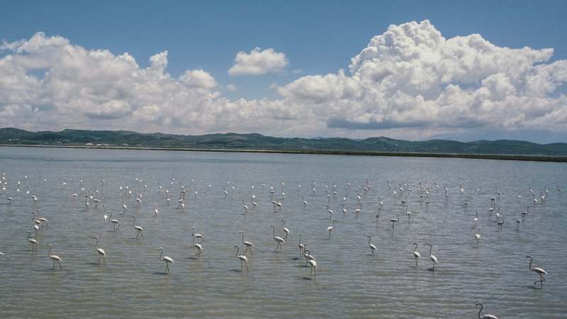 Flamingosi i druge ptice preplavili lagunu u Albaniji gde zbog pandemije ne dolaze ljudi 1