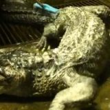 Uginuo Hitlerov aligator 13