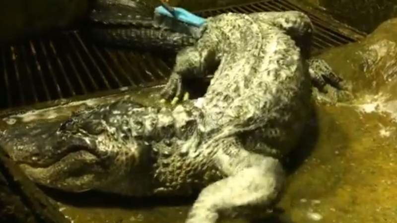 Uginuo Hitlerov aligator 1