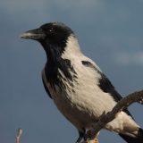 Vrane napadaju ljude u blizini gnezda jer se boje za svoje mladunce 4