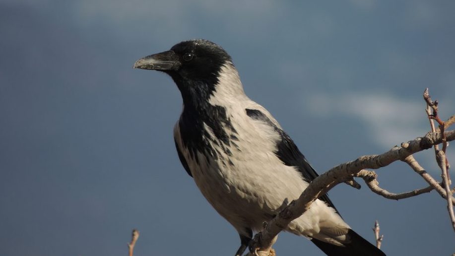 Vrane napadaju ljude u blizini gnezda jer se boje za svoje mladunce 1