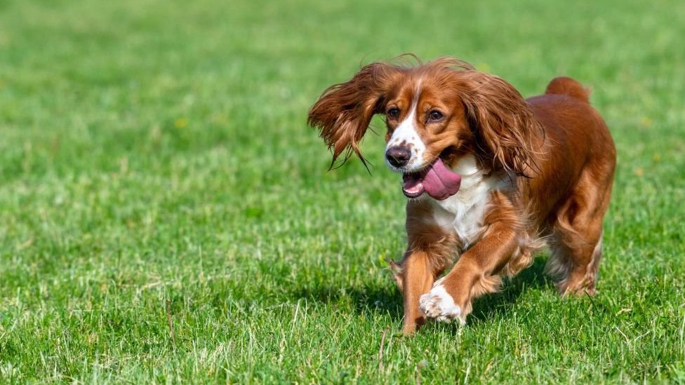 Korona virus i budućnost: Kako podići grad protiv pandemije 5 pas trči kroz travu
