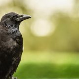 Ptice i ljudi: Šta da radite ako vas napadnu vrane 4