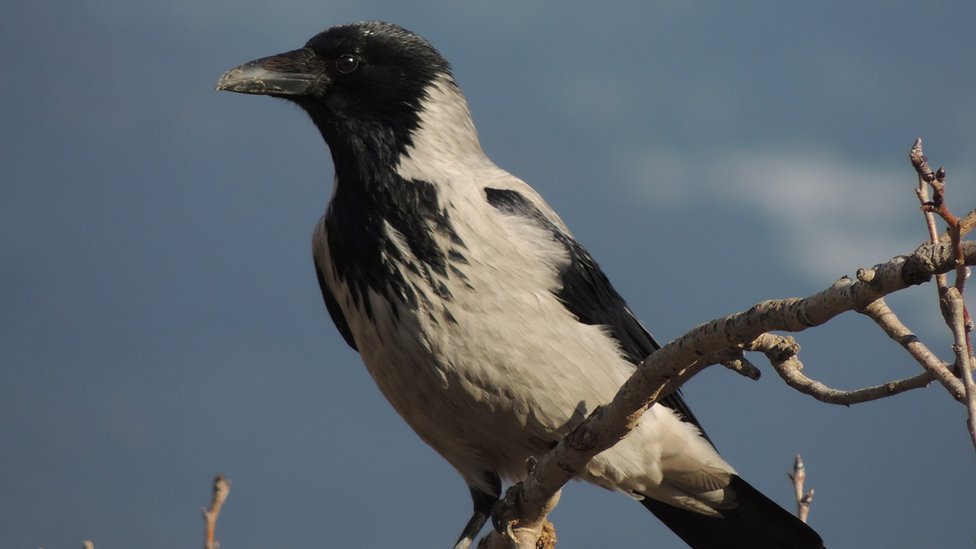 Ptice i ljudi: Šta da radite ako vas napadnu vrane 2 Siva vrana