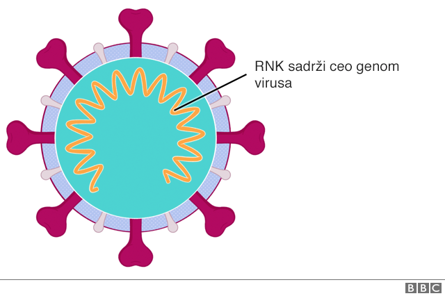 Korona virus: Anatomija pandemije respiratorne bolesti Kovid-19 7 Tabela