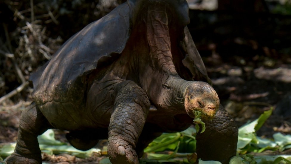 Dijego se navodno pario sa više hiljada džinovskih kornjača