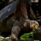 Kornjača sa seksualnim nagonom za spasavanje vrsta odlazi u penziju 7