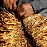 Uprkos akcijama poreznika, siva ekonomija ne posustaje 7