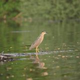 Kina objavila novu bazu podataka o biodiverzitetu: Broj bioloških vrsta povećan od 2021. 8