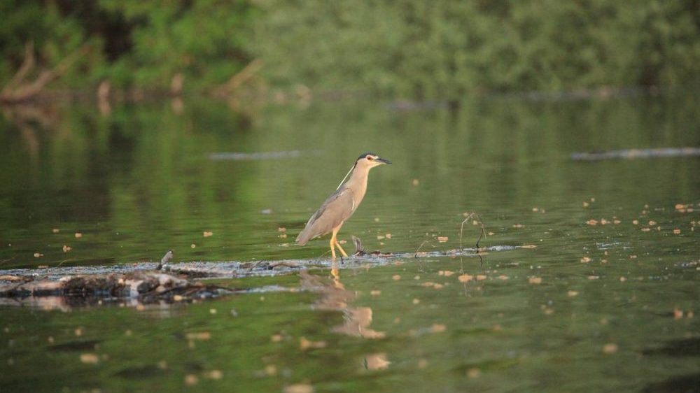 Kina objavila novu bazu podataka o biodiverzitetu: Broj bioloških vrsta povećan od 2021. 1