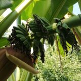 U Kraljevu počele da rastu i banane 3