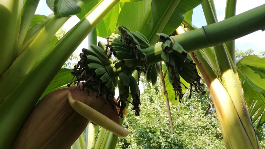 U Kraljevu počele da rastu i banane 1