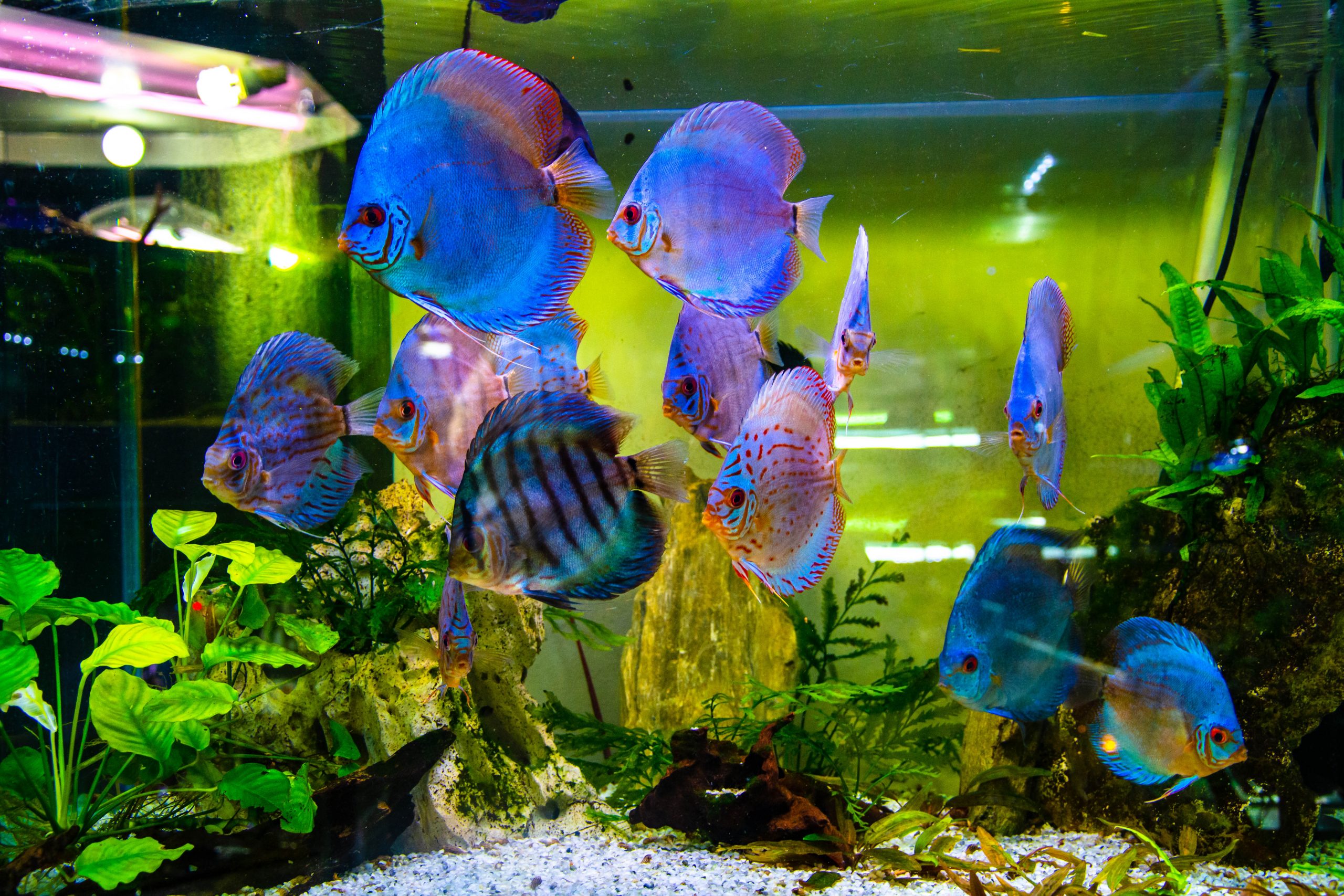 Izdati lokacijski uslovi za izgradnju Akvarijuma na Ušću 12