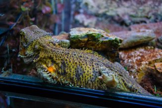 U Javnom akvarijumu: Mesto gde su životinje uvek na prvom mestu (FOTO) 33