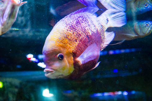 U Javnom akvarijumu: Mesto gde su životinje uvek na prvom mestu (FOTO) 34