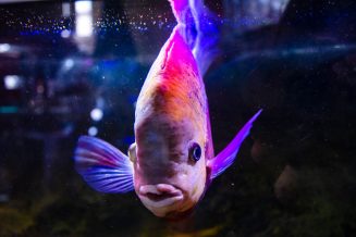 U Javnom akvarijumu: Mesto gde su životinje uvek na prvom mestu (FOTO) 13