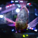 U Javnom akvarijumu: Mesto gde su životinje uvek na prvom mestu (FOTO) 4