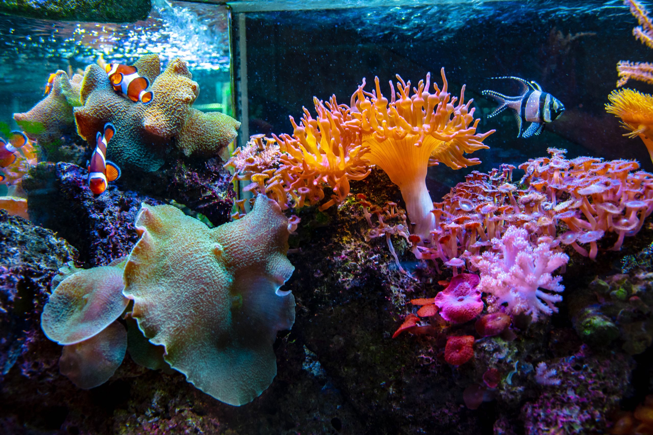 U Javnom akvarijumu: Mesto gde su životinje uvek na prvom mestu (FOTO) 2
