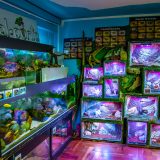 Javni akvarijum i tropikarijum Beograd na ivici opstanka: Ugroženo više od 3.000 riba i životinja 7