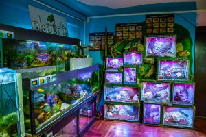 Javni akvarijum i tropikarijum Beograd na ivici opstanka: Ugroženo više od 3.000 riba i životinja 2