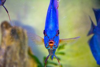 U Javnom akvarijumu: Mesto gde su životinje uvek na prvom mestu (FOTO) 21