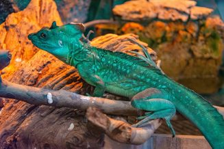 U Javnom akvarijumu: Mesto gde su životinje uvek na prvom mestu (FOTO) 25