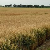 Stručnjaci: Kiše dobrodošle za sve useve, moguć razvoj bolesti na pšenici 15