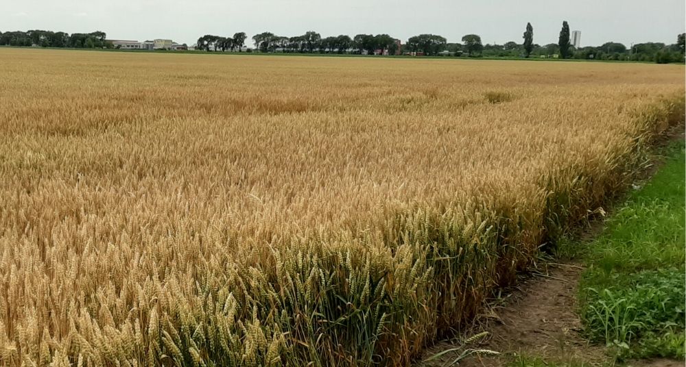 Saković: Setva pšenice u Srbiji pri kraju, požnjevena se malo izvozi 1