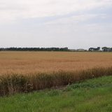Poljoprivrednici: Setva pšenice otežana, nema dovoljno mineralnog đubriva iako je skuplje 100 odsto 13